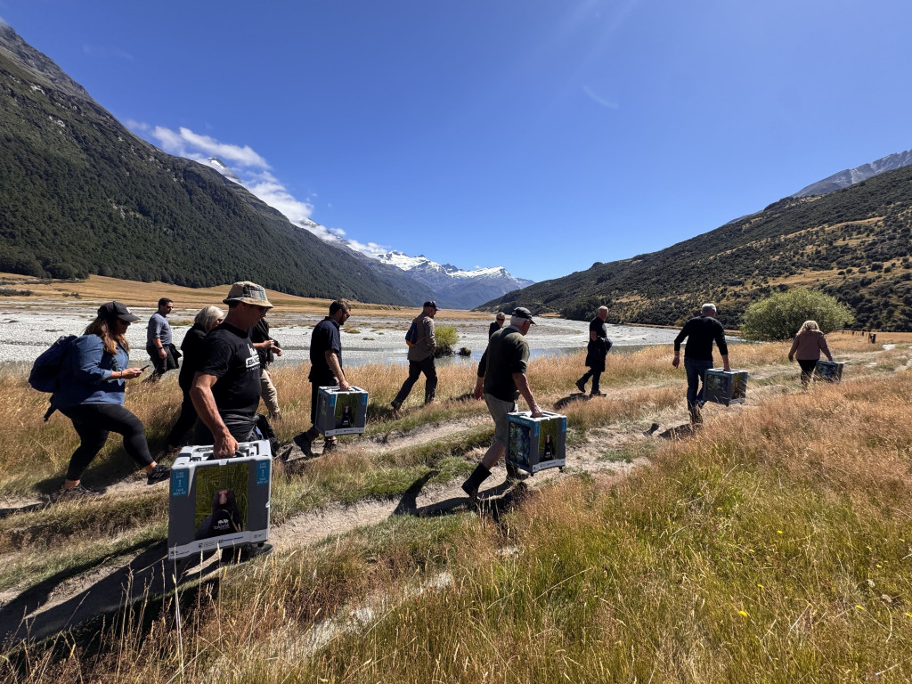 AJ Hackett Bungy CEO Leads Historic Takahē Release into Rees Valley